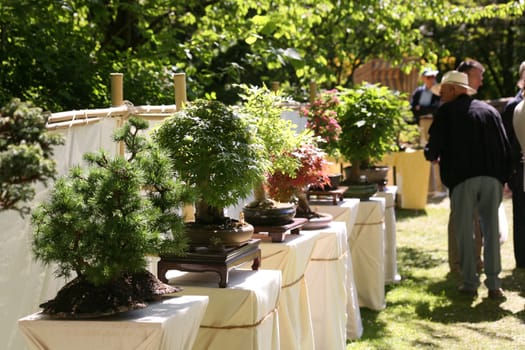 Bonsai exhibition