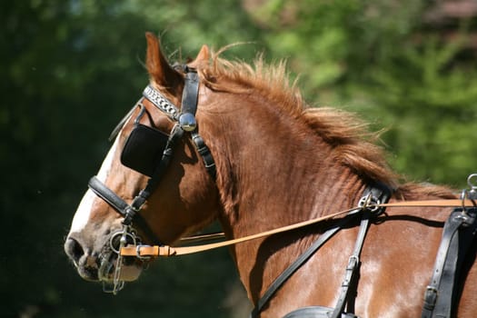 Carriage horse