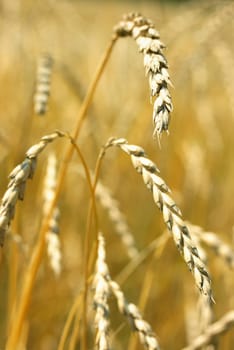 Spelt field