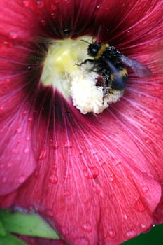 ... Of bees and flowers. Mother's Garden.