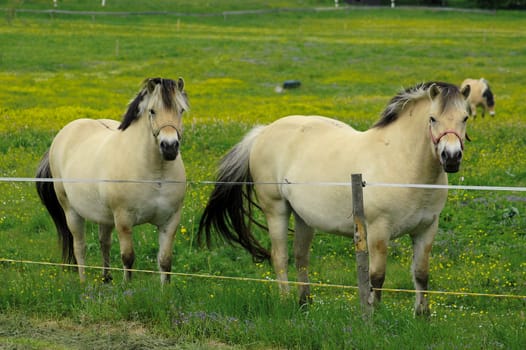 Horses 7