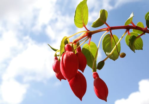 Fuchsia