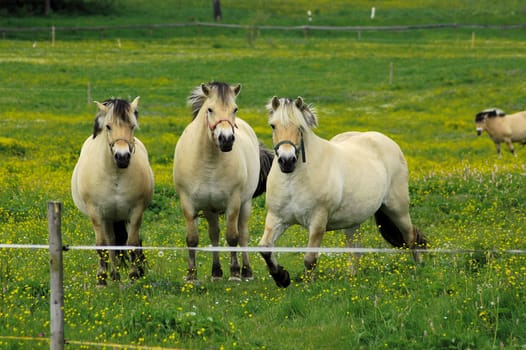 Horses 6