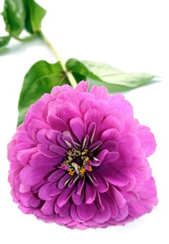 Purple Zinnia