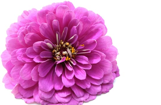 Zinnia Blossom