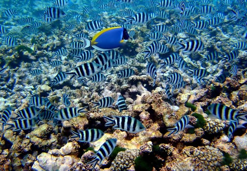 One of the most common reef inhabitants is the scissortail sergeant,which can grow up to 15 centimeters in size. It can be clearly recognized by the black stripes in the caudal fins,the basic coloration of this fish species is silvery-white. These animals are very curious and