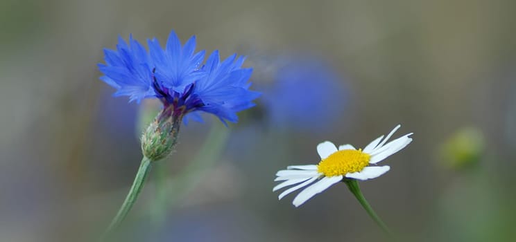 Due to the mowing,the cornflowers are now almost broken and the rain will do the rest on the weekend....! Nevertheless,I wish you a nice weekend...!:-)