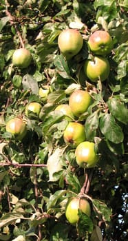 AppleHarvest...