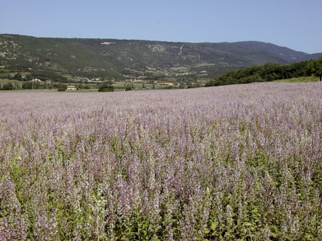 Sage Field 02