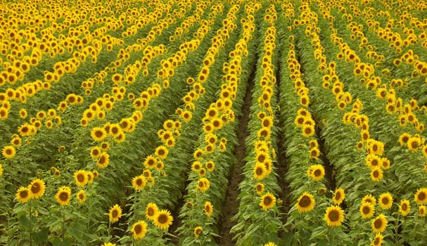 Sunflowers 11