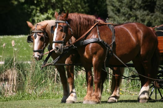 Carriage horses