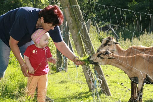 Feeding sheep