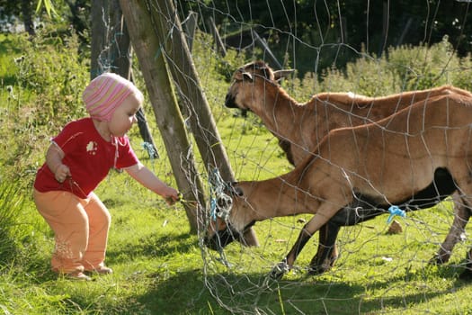 Feeding sheep