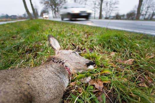 Wildlife accident