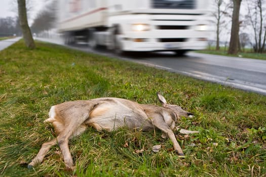 wildlife accident
