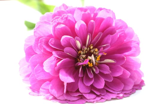 Zinnia