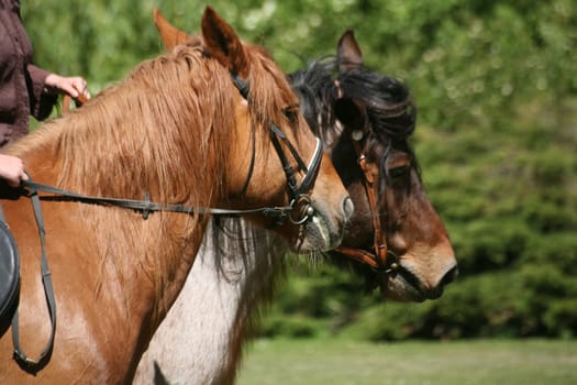 Horses