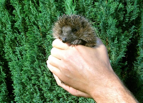 I removed 12 large ticks from this guy with tweezers. As a reward,there was a portion of hedgehog food!