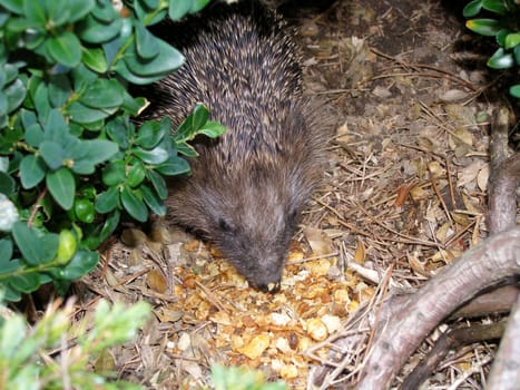 In the garden