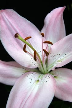 Lily