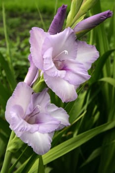 Gladiolus 7