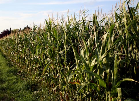 Cornfield