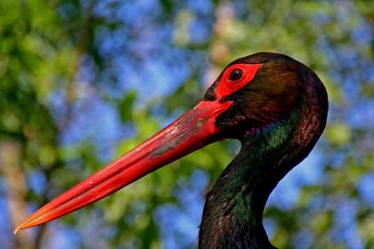 Black stork