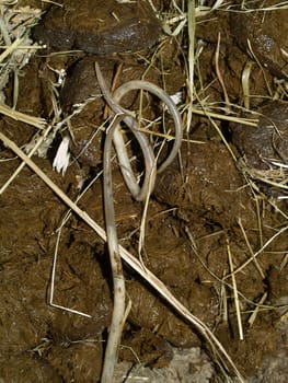 Worms