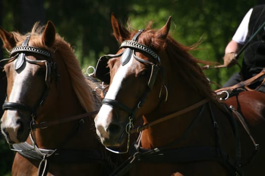 Carriage horses