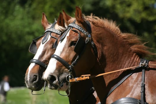 Carriage horses