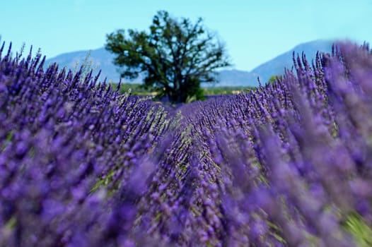 Lavender field,Provence,France