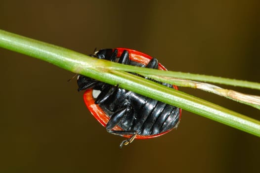 Underbody,Ladybug
