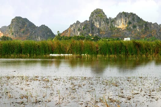 Flooded rice paddies,Vietnam