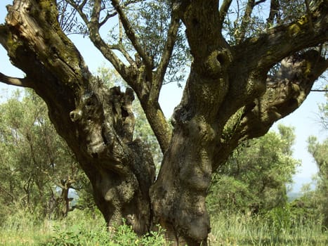 Olive tree 01