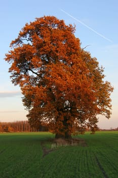 Old oak tree