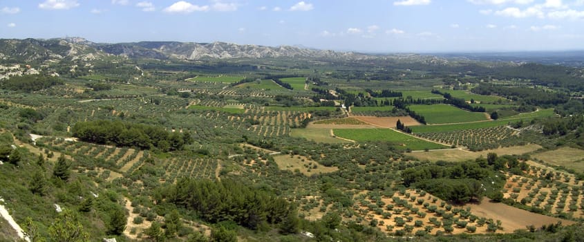 Olive tree 05
