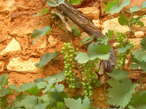 Roussillon 07