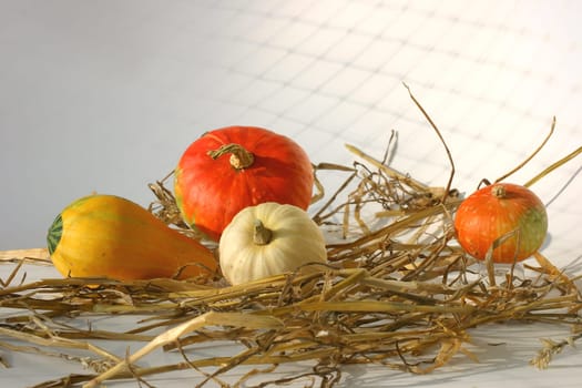 Ornamental pumpkins