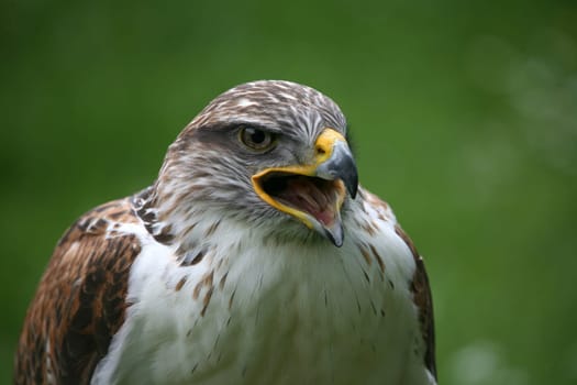 Royal Rough-footed Buzzard