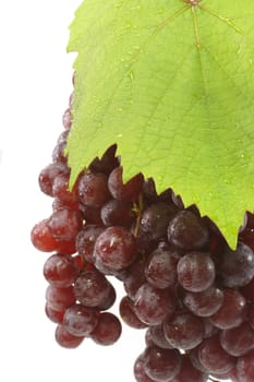 Fruit