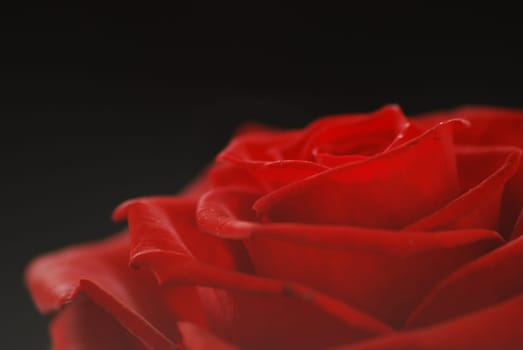 rose without hip without rosehip