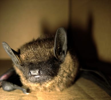 Bat