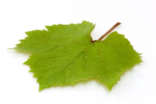 Vine leaf
