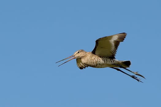Black-tailed godwit (Limosa limosa)