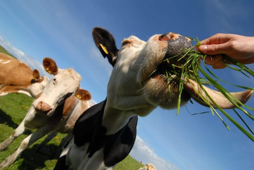 Hungry cows