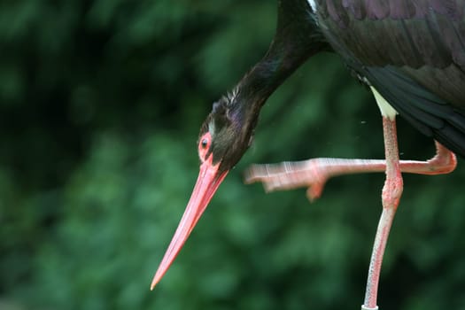 Black stork