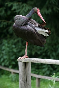 Black stork
