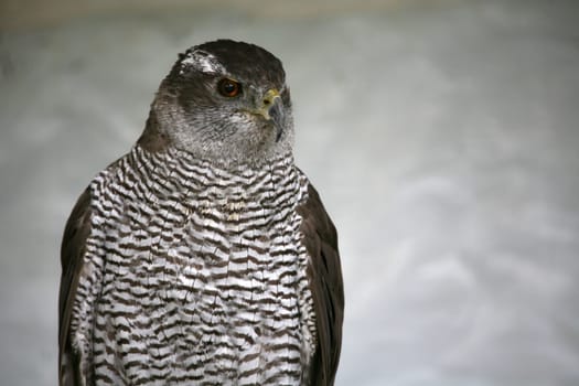 Hawk
