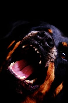 Why do you have such a big mouth?