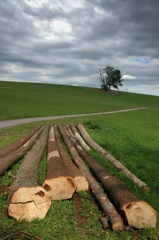 Tree trunks 1